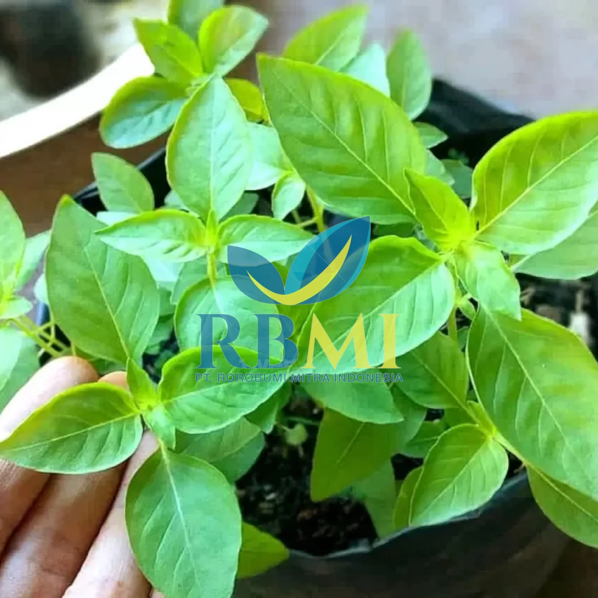 Best Selling Good Quality Basil Leaves Basil Leaf from Indonesia