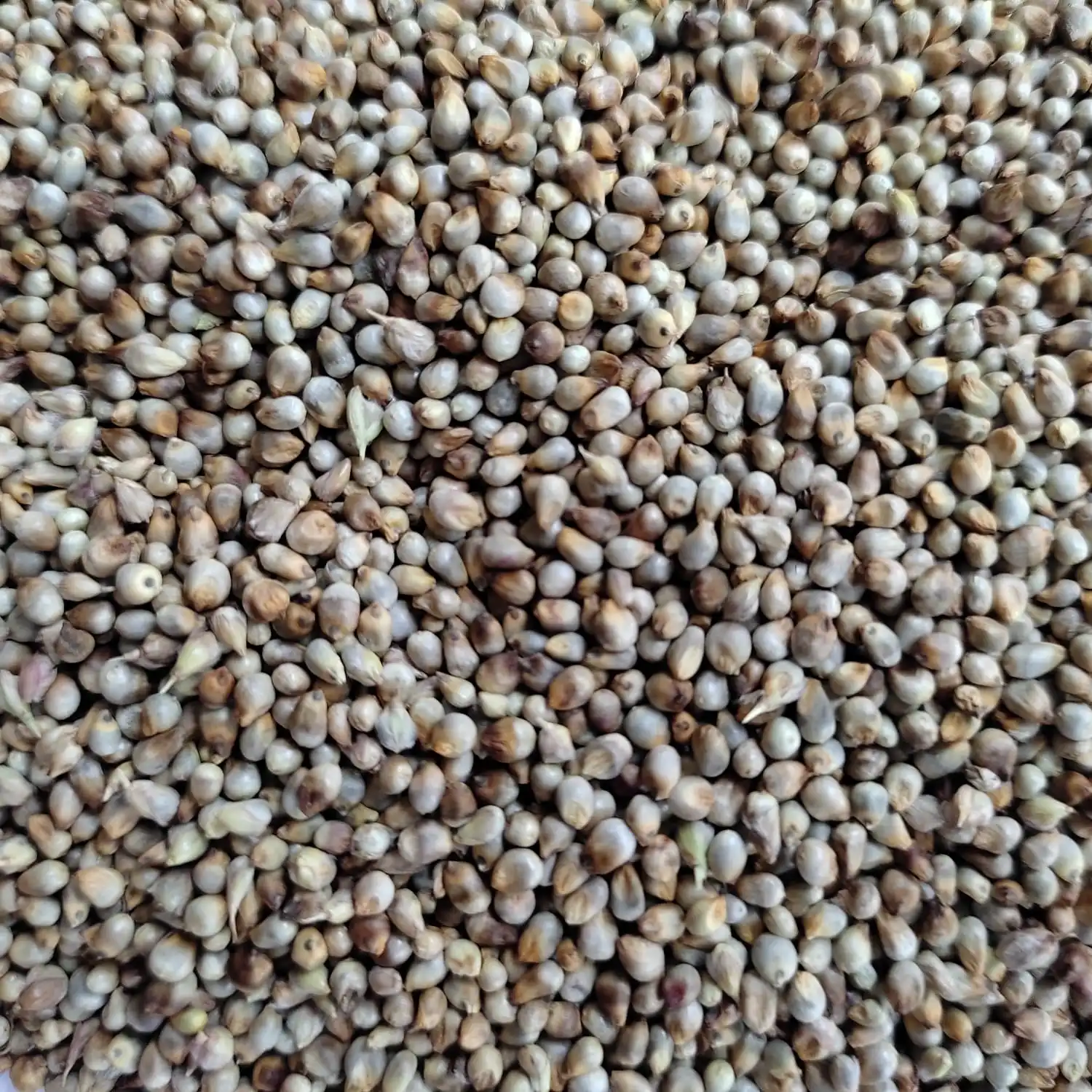Green Millet In Bulk At Reasonable Rate