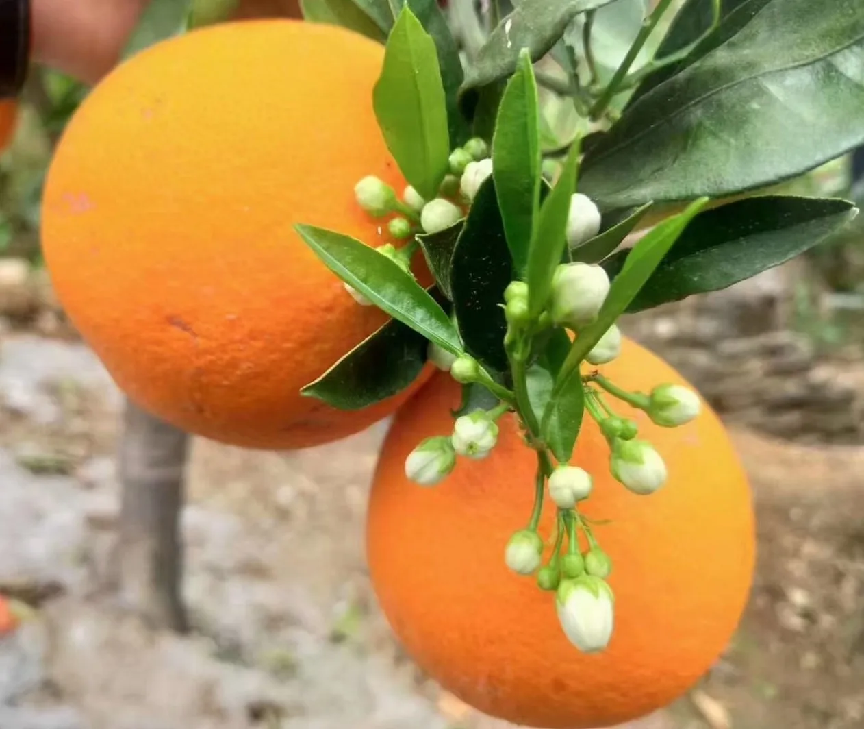 Best Price Fresh Orange Fresh Fruit Fresh Oranges Fresh Citrus Fruit