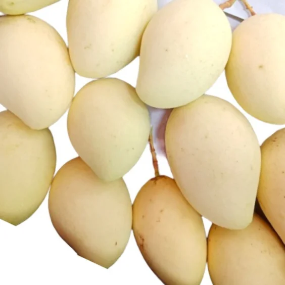 Vietnamese Cat Chu Mango Good For Healthy Fresh Export Purchase Carton Packaging Vietnam Trading