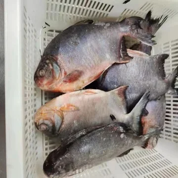 Fresh Frozen IQF Red Pacu Pomfret Rouge Frozen Red Pomfret Fish For Sale