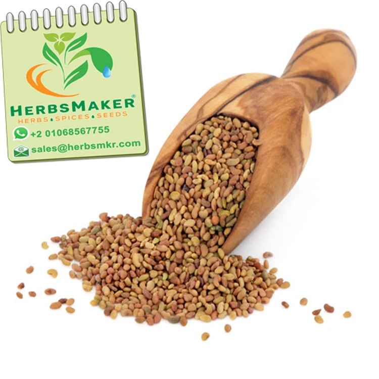 (CLOVER SEEDS) NEW CROP HIGH QUALITY EGYPTIAN SORTEX CONVENTIONAL AND ORGANIC VERY COMPETITIVE PRICE