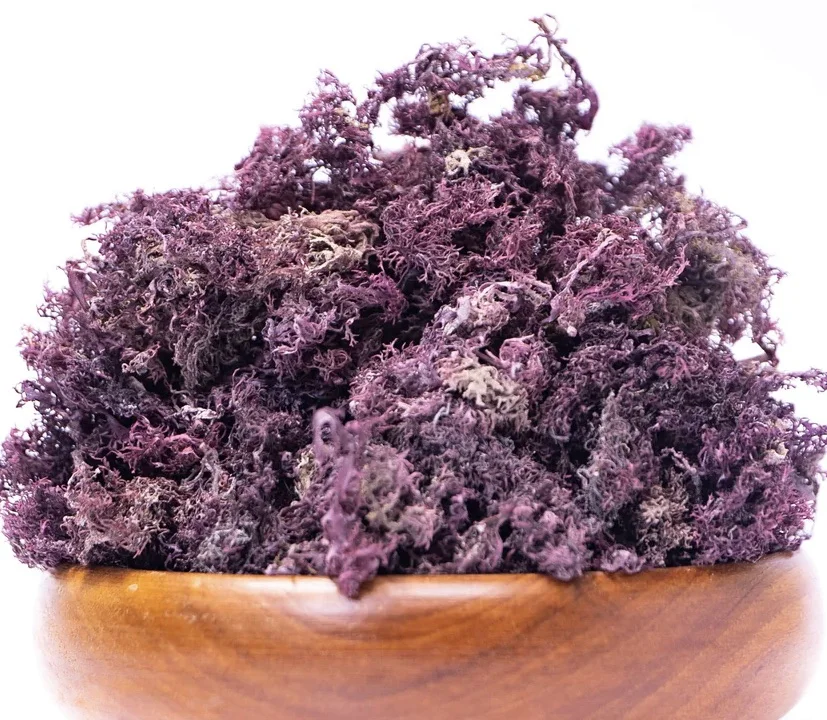 PURPLE SEAMOSS / IRISH MOSS - Making sea moss Gel Good Quality Seafood From Vietnam