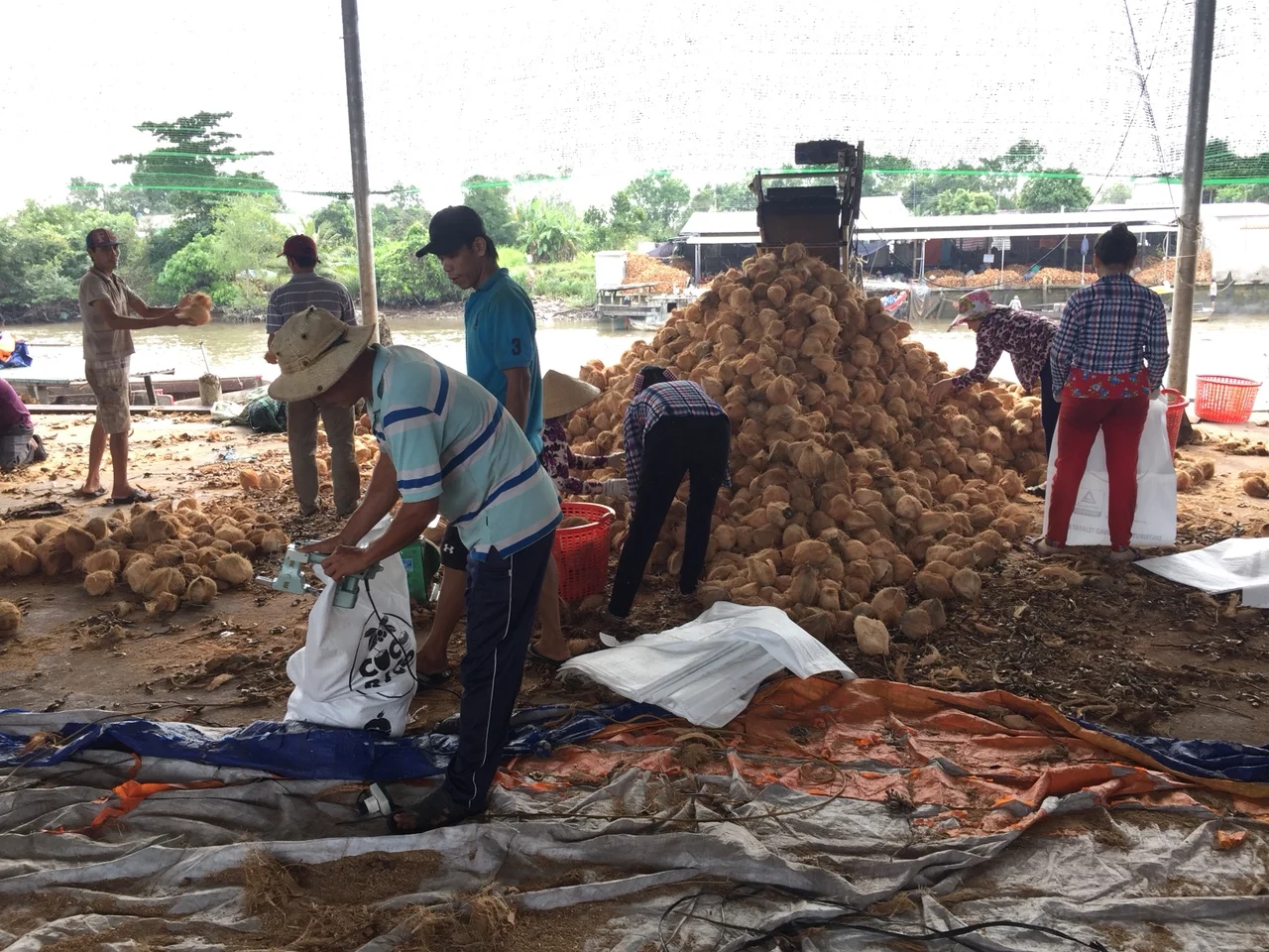 Экспортер тропических фруктов/органический полуочищенный зрелый кокос/свежий коричневый кокос из Вьетнама (Whatsapp 84 366 808 683)