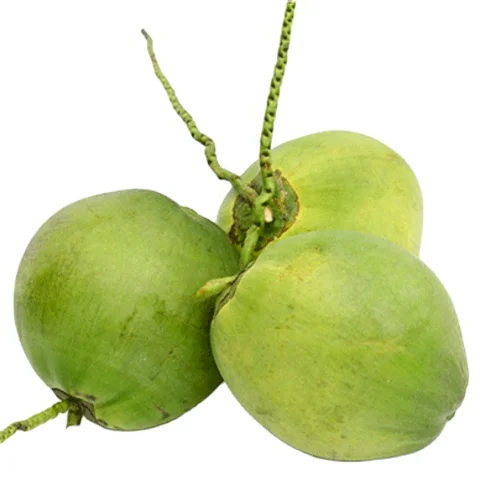 Wholesale Fresh Young Coconut for Drinking and Cooking Premium Quality