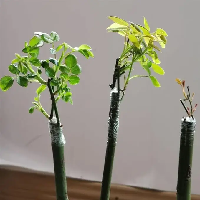 Gardening tool professional grafting film fruit tree seedlings plant repair stretchable parafilm grafting tape film