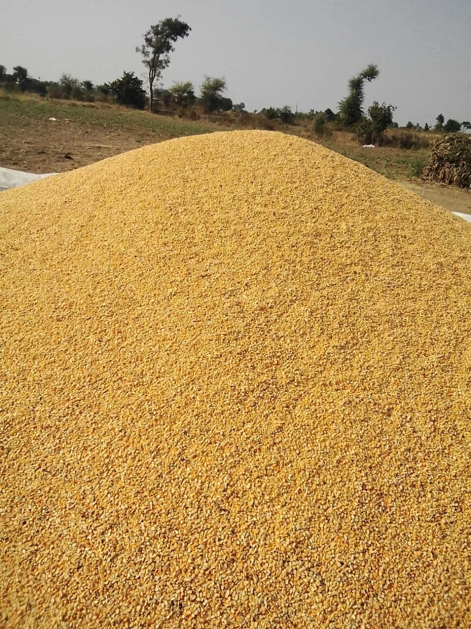 Top Grade Wholesale Nutritious Yellow Maize Corn For Animal Feed Bulk Export Products From Indian Exporter