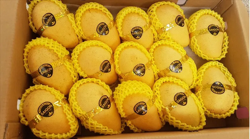 Best Selling Best Quality Fresh Green Mango Golden Nam Dok Mai Mango Grade A Size 250-350 Gram Weight 15 Kilogram Fruit Vietnam
