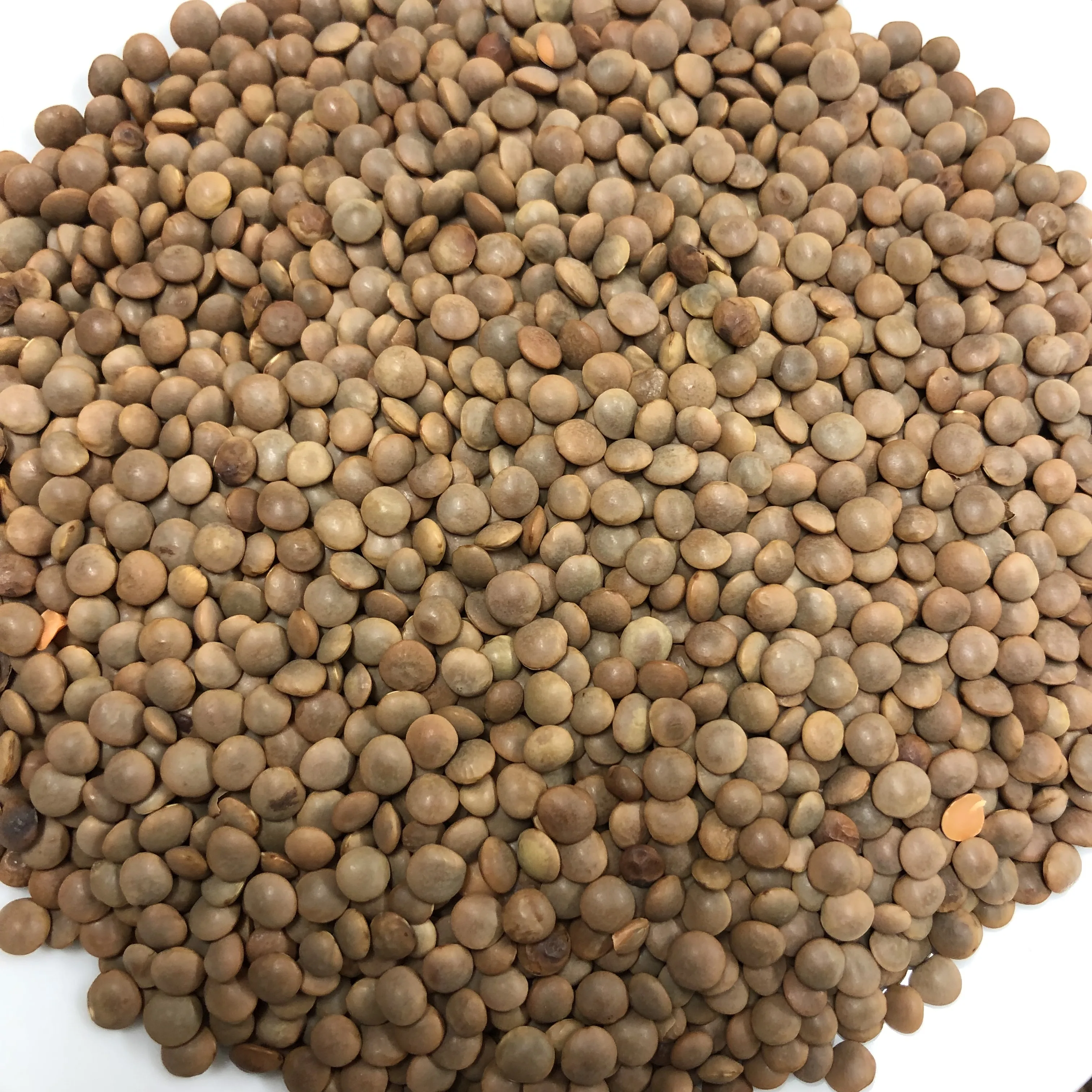 Чечевица поставить чечевица высокое качество зеленая нового