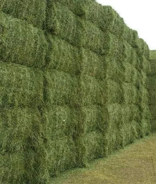 Alfalfa Hay/Timothy Hay and Other Hay Types For Animal feed