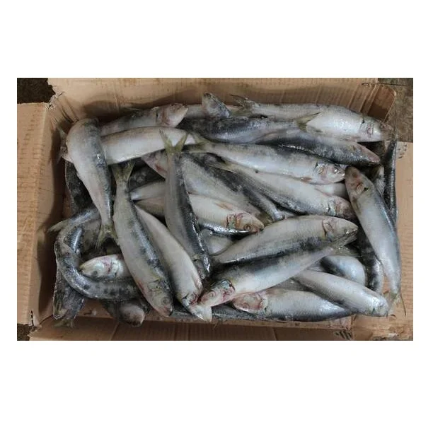 Горячая цена, замороженные сардины оптом