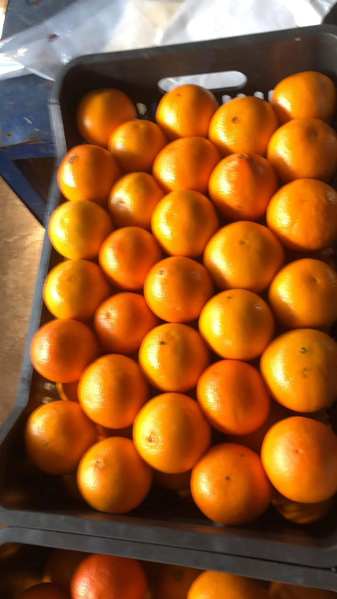 Fresh Abusra oranges from Egypt