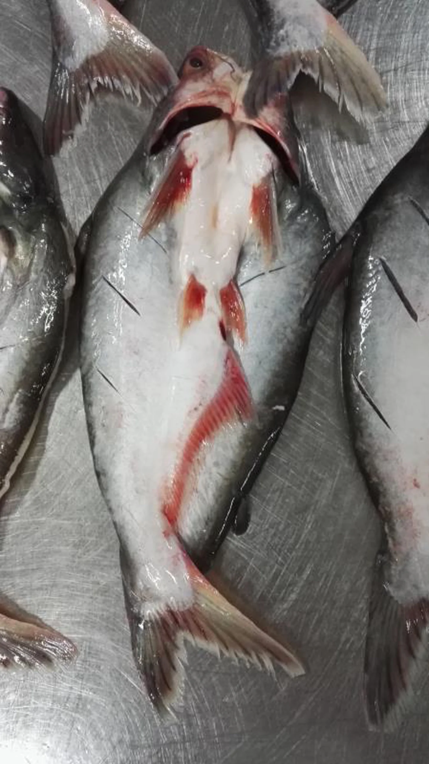 Bulk Supplier Package Customize Quality Cheap Price Shape with Skin frozen fish fillet Pangasius from Vietnam