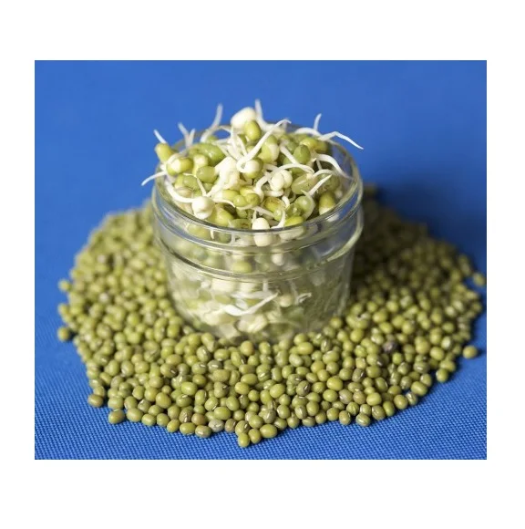 Высококачественные консервированные бобы мунг | Продажа консервированных продуктов по лучшей
