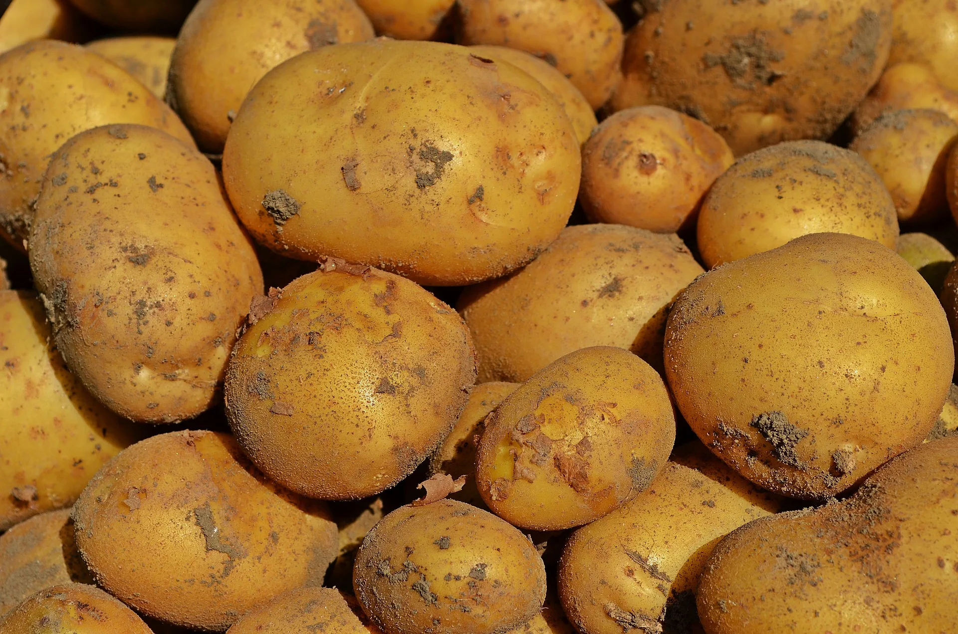 Competitive Price 100% Good and High Quality Organic Fresh Yellow Potatoes Exporter our company