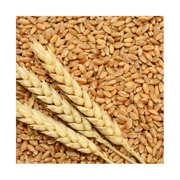 High Quality Wheat For Milling And Human And Animal Wholesale Supplier Organic Whole Wheat Grain For Sale In Reasonable Price