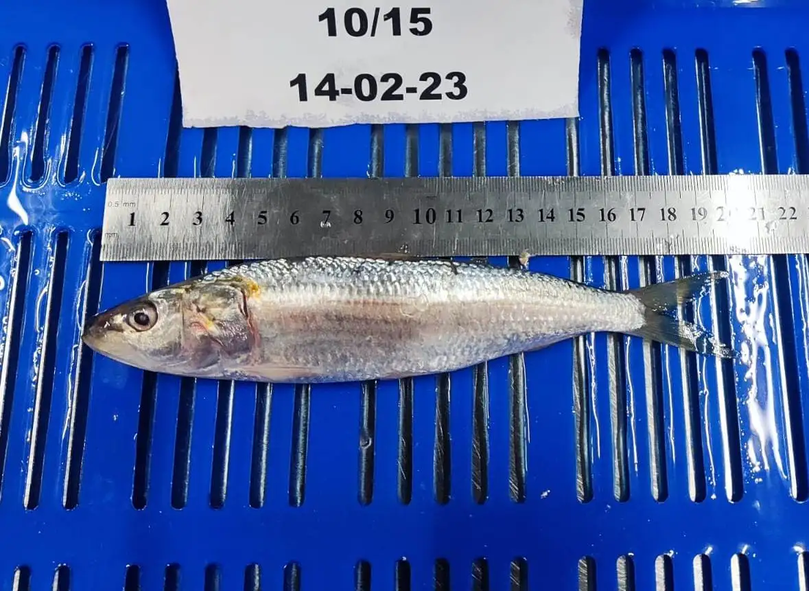 FROZEN WHOLE ROUND SARDINE FISH GOOD QUALITY TOP SELLING FISH WITH 24 MONTHS SHELF LIFE FROM OMAN