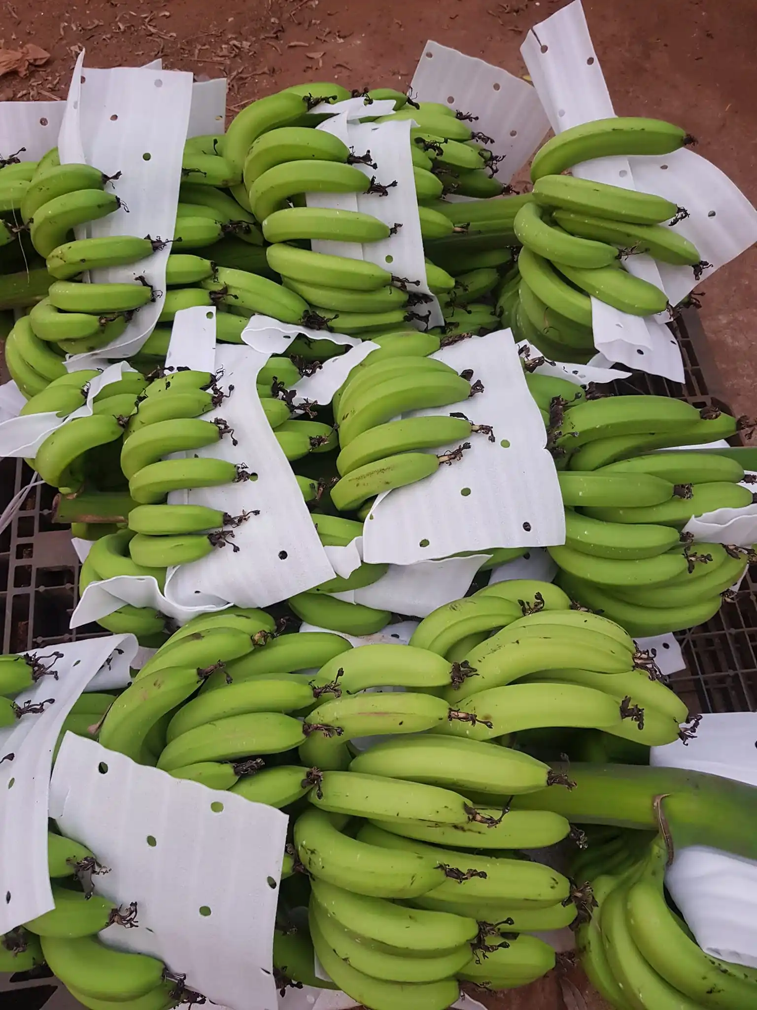 Лучший продукт-свежий/сушеный банан для продажи-натуральный зеленый новейший Урожай-глобальный
