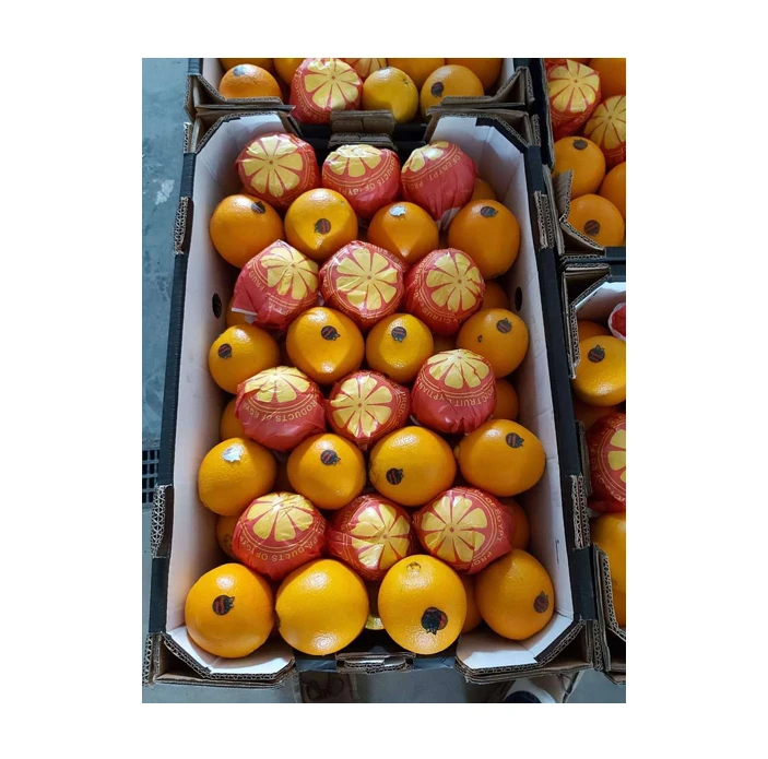 Fresh Citrus Fruits Exporter from Egypt Natural Sweet and Delicious Fresh Navel Oranges for Bulk Buyers