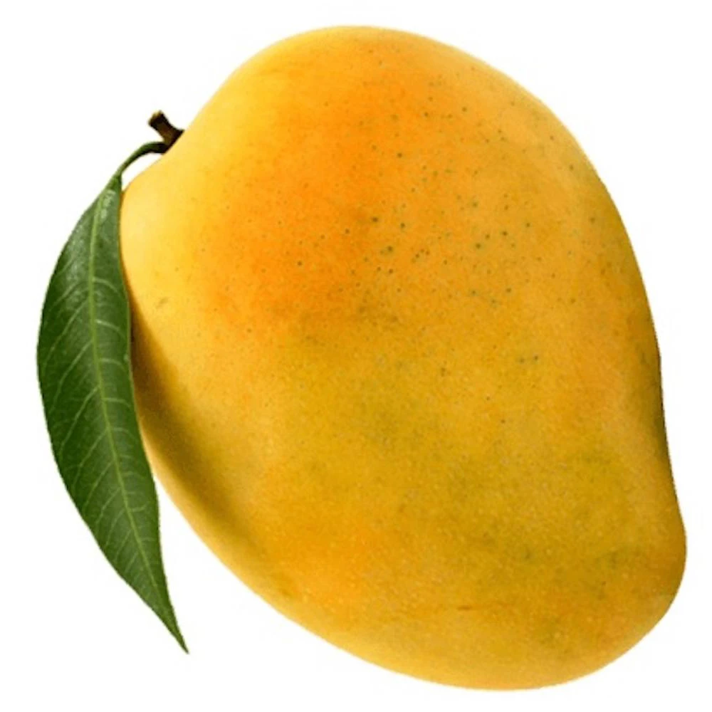 Fresh Natural Pakistani Mango Sindhri Green and Yellow Mangoes with Customized Packaging Available Yellow Mangoes OEM Service