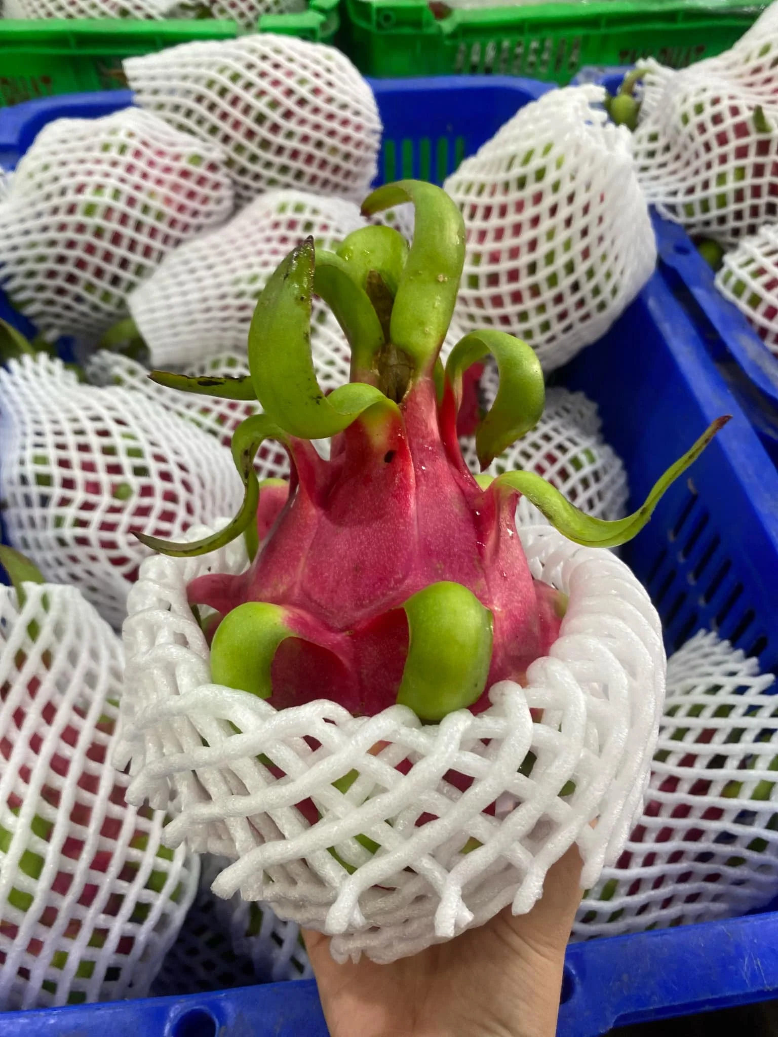 Fresh Dragon Fruit Red and White Dragon From FARM Origin Vietnam Best Price For Export  Top Supplier Fresh Fruits And Vegetables