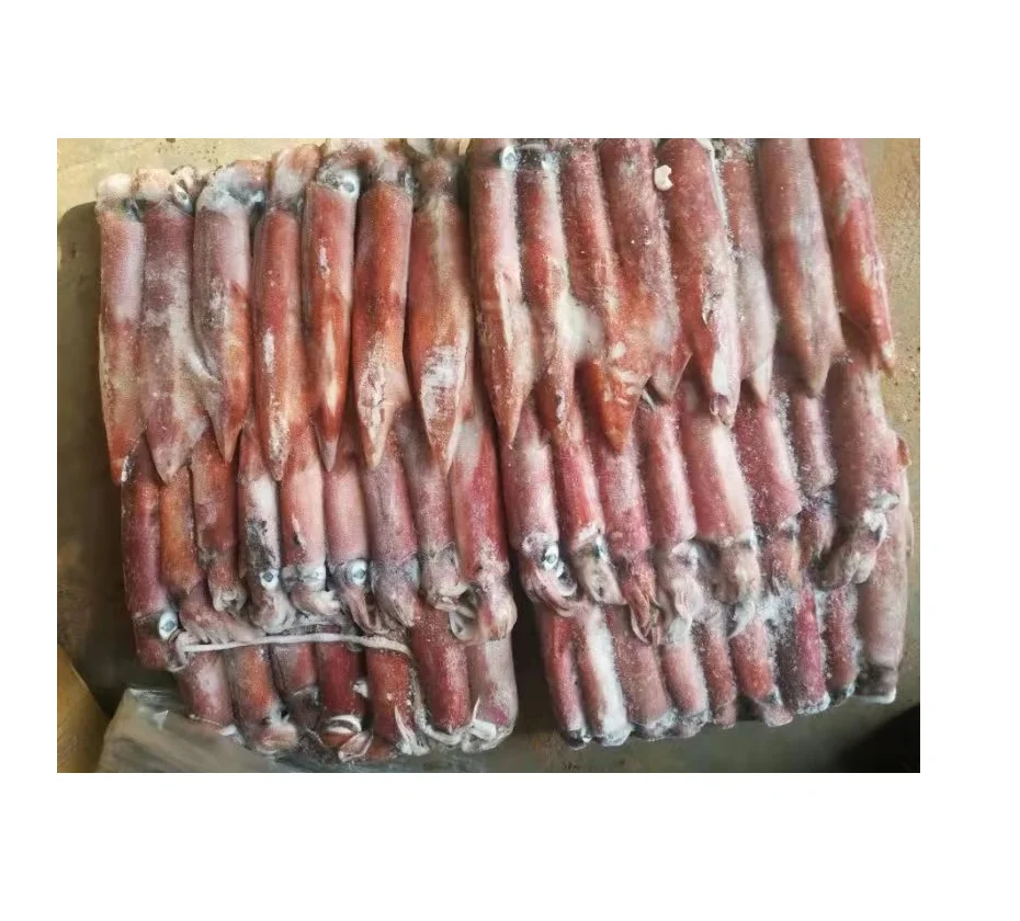 Buy Affordable Whole Frozen Squid at Unbeatable Low Prices Perfect for Cooking Delicious Seafood Dishes Today