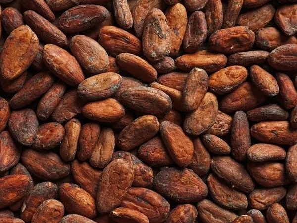 Best Quality Cocoa Beans  Dried Raw Cacao Beans at Wholesale Price