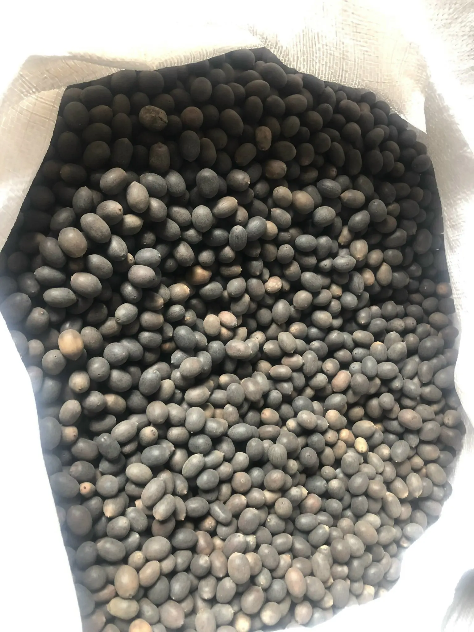 VINAPRO GROUP предлагает семена лотоса премиум-класса 100% натуральные из северной части Вьетнама.