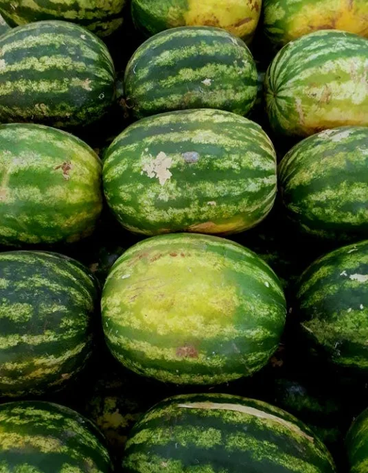 WATERMELON QUALITY FRESH FROM TURKEY WHOLESALE Fresh Watermelon for Sale Bulk Fresh Fruit AGROWELL TURKISHGOODS