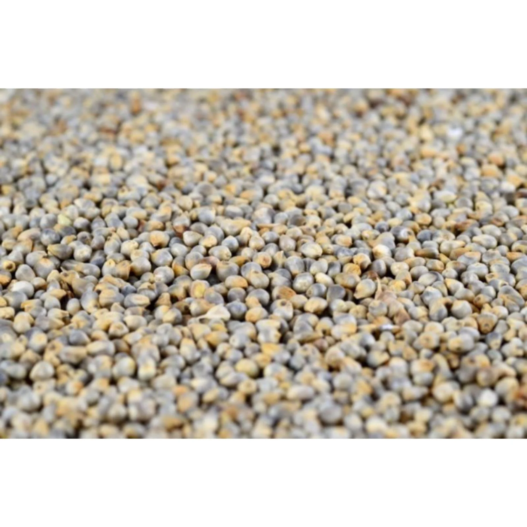 Supplier of Green millet bajra in Somalia for human  / Human  / human feed