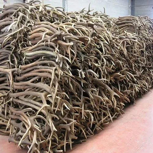 Прямые рога оленя оптом оленьи для продажи