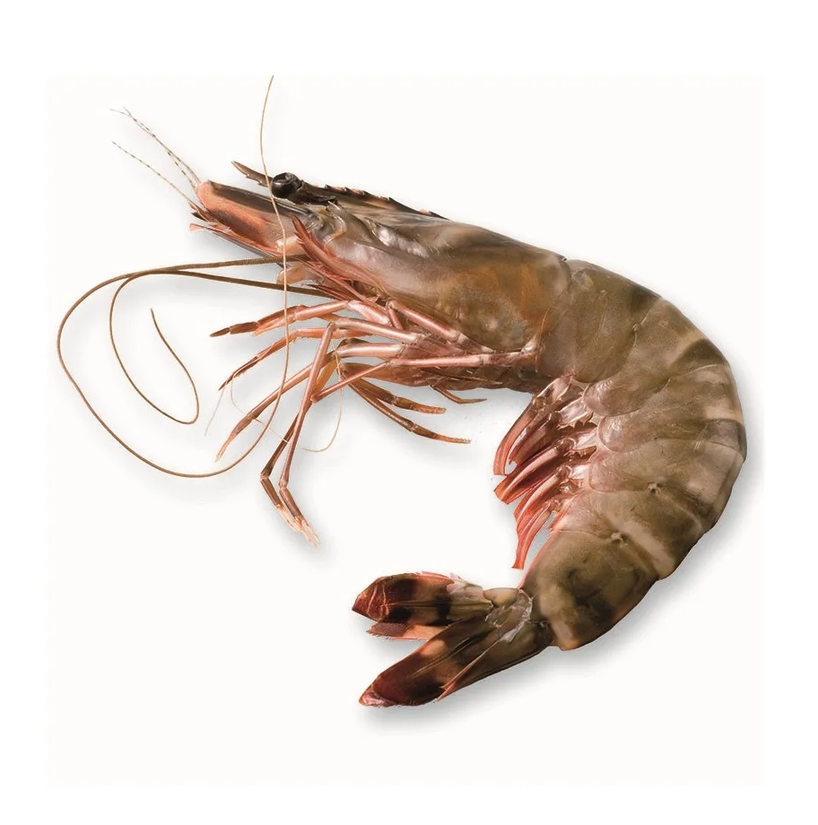 Best Quality Frozen Fresh Shrimp Black Tiger Prawn from VietNam