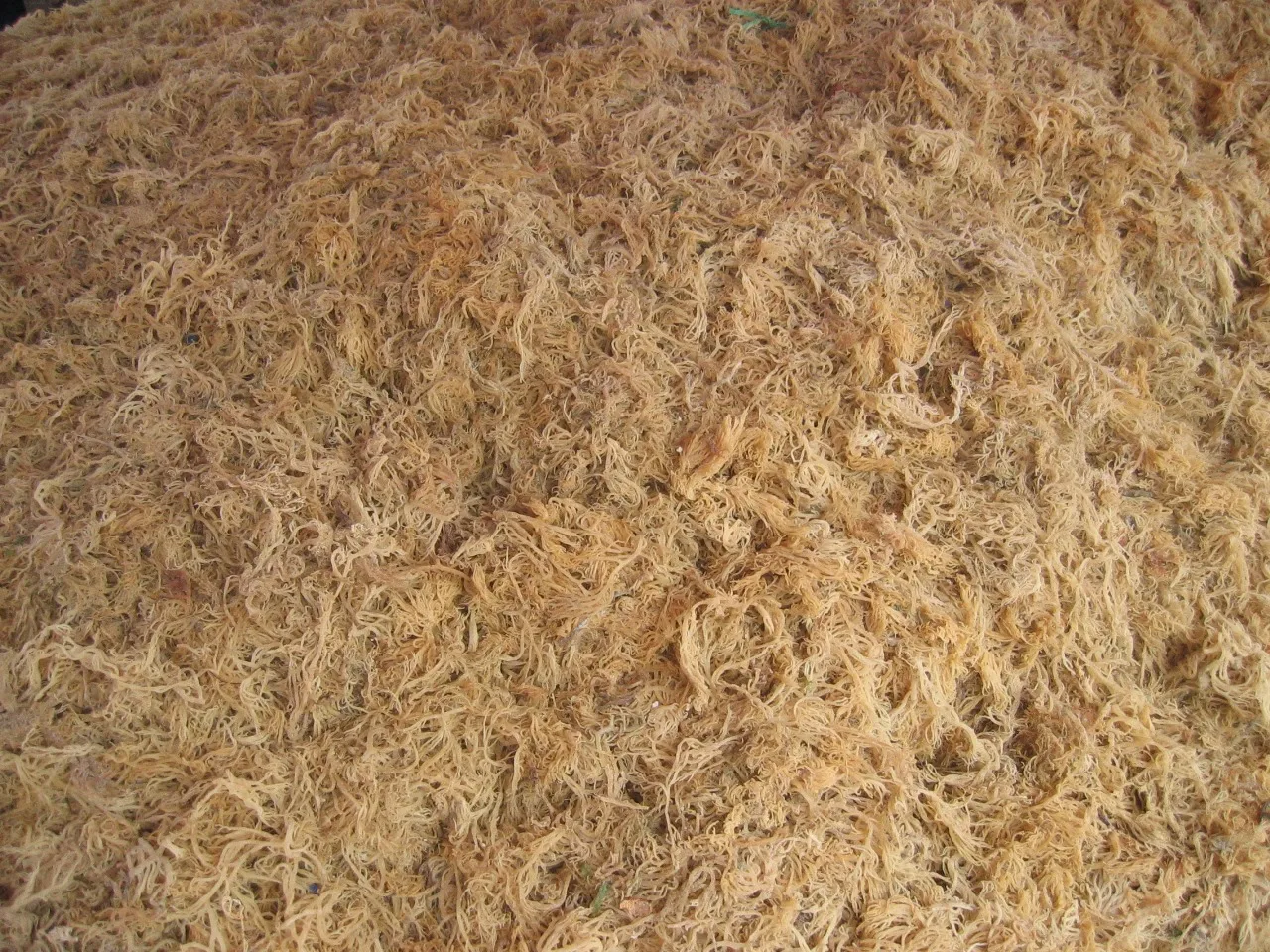 HIGHT QUALITY DRIED EUCHEUMA MADE IN VIETNAM