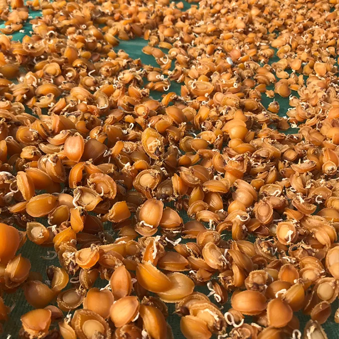 Different Specification of Dried Abalone available