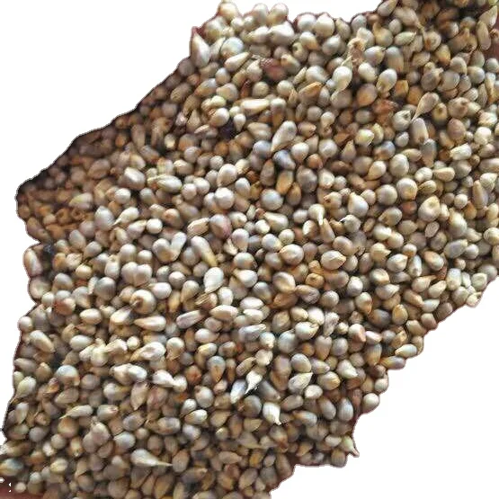 Green millet for bird feed and animal feed of premium quality from India