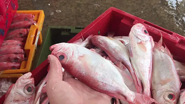 Selling Quality Round Big Eyes Scad Fish Natural Red Color Frozen Whole Round Big Eyes Scad Fish With 0.05% Max Moisture