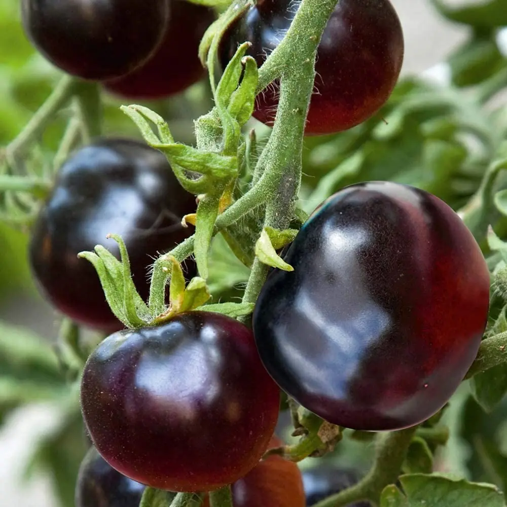 tomato indigo rose for sale