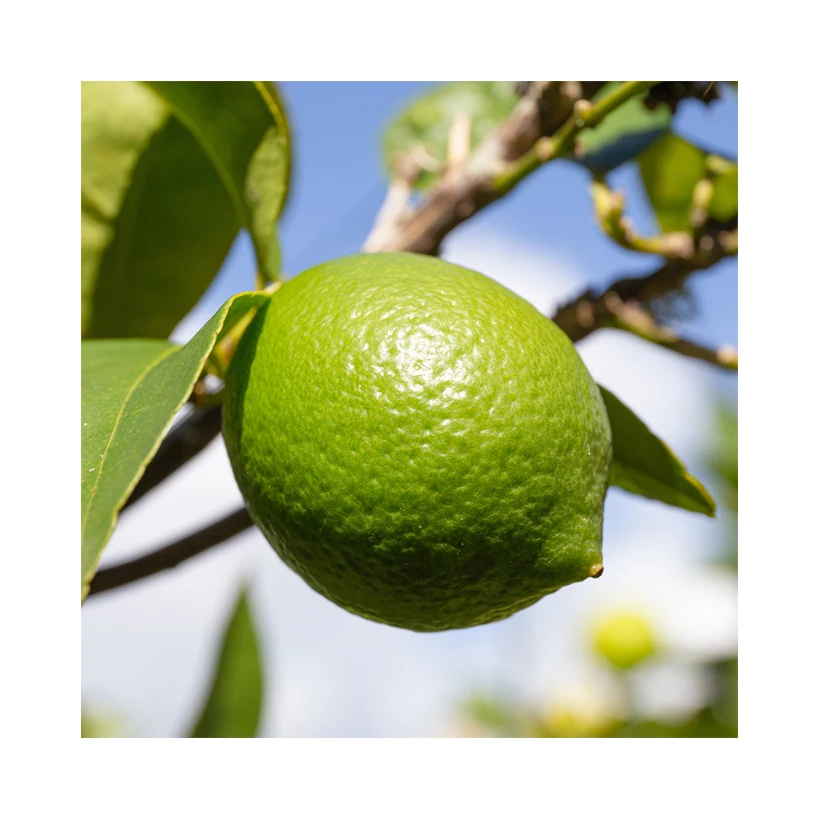 Private Label Price Quality Foods Delicious Concentrate Importers Fresh Citrus Fruit Green Seedless Brazil Lime