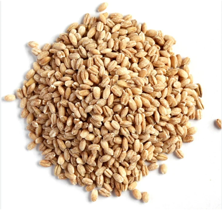 Non-GMO Barley Grain Seeds for Sale | 25 kg Whole Grain Barley - Ottawa Valley Grain Products