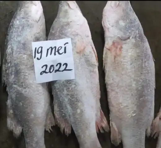 FROZEN BARRAMUNDI WHOLE