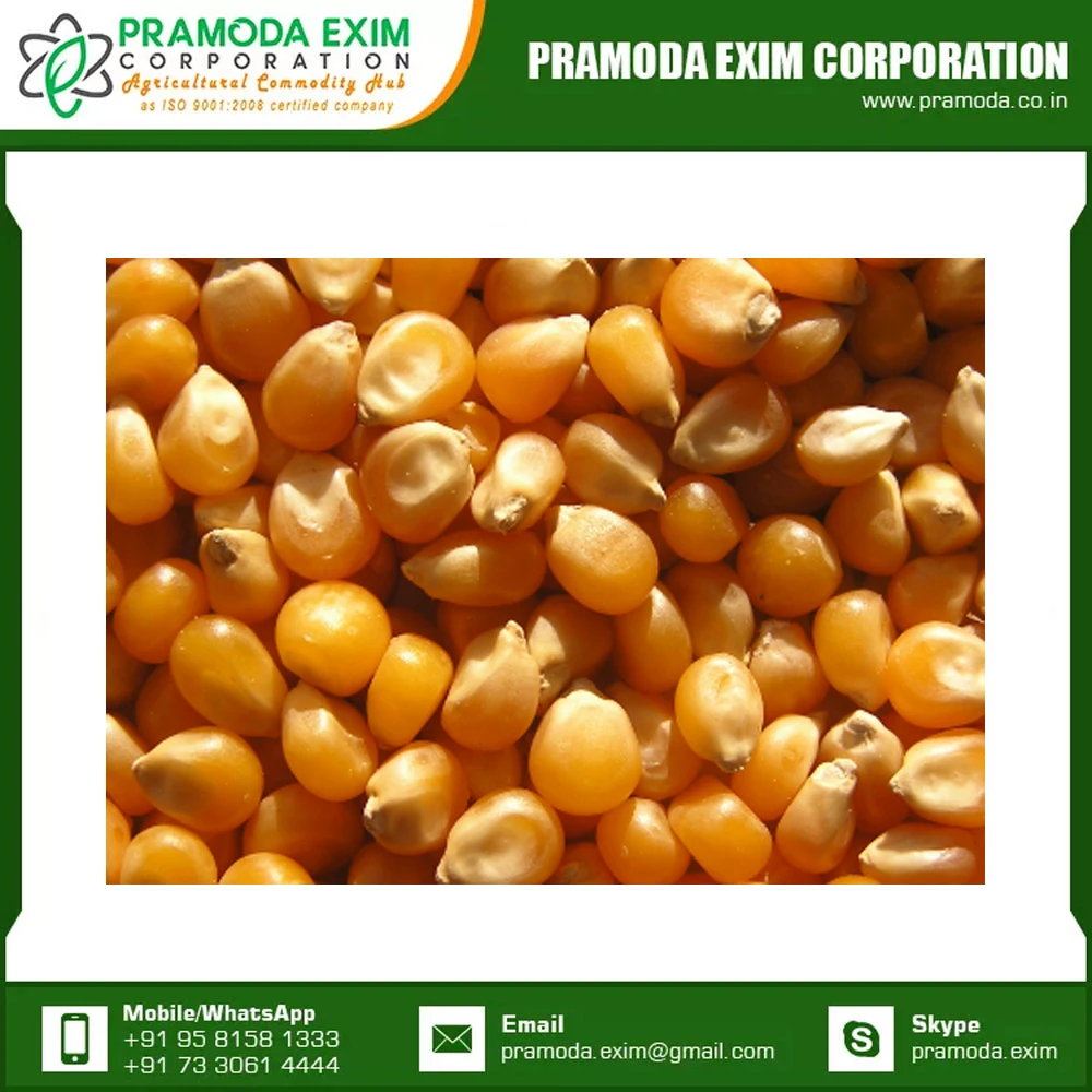 High Quality For Sale Yellow Corn Animal Feed Yellow Corn Available At Affordable Price