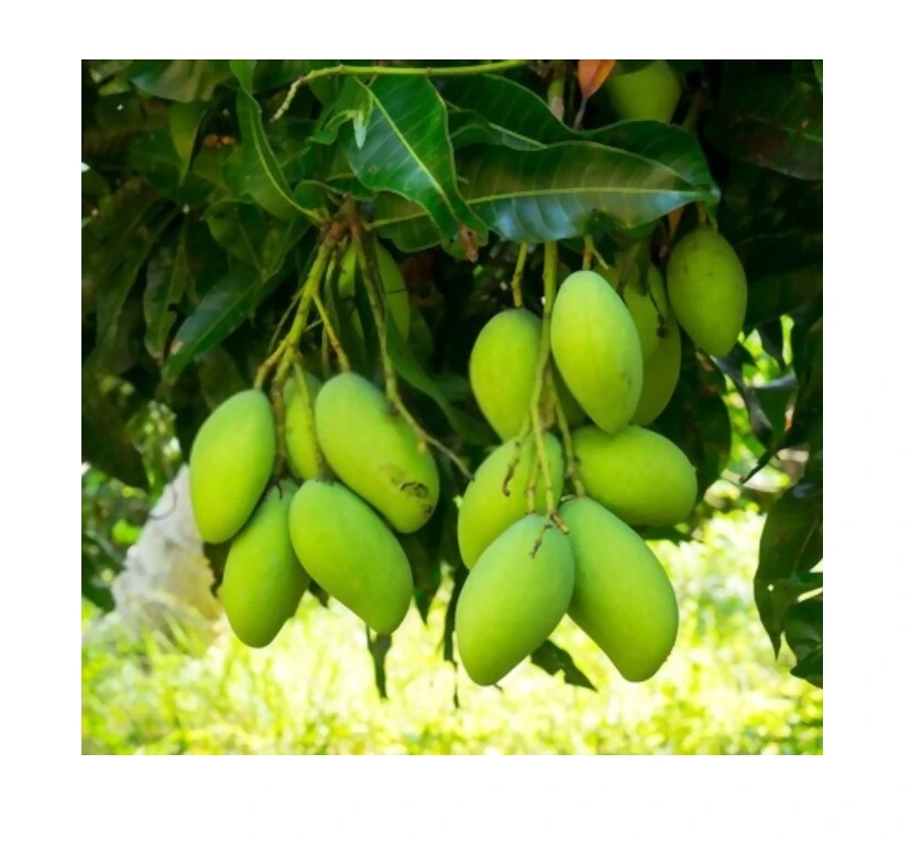 Wholesale Vietnam Fresh Fruit Export Organic Cultivation Good Taste Mango High Quality Export Standard
