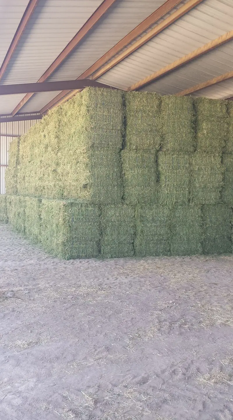 Nutritional Alfafa Hay Animal Feeding Stuff Alfalfa