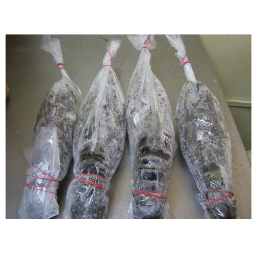 Live Lobsters Frozen Lobster Tails / Live Lobster For Sale Lobster Tails Wholesale / Live Lobster Price