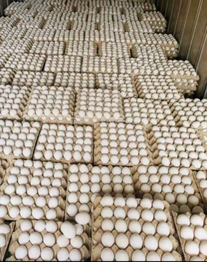 Organic Farm-Fresh White Shell Chicken Fertilized Hatching Eggs Table Fresh Preserved