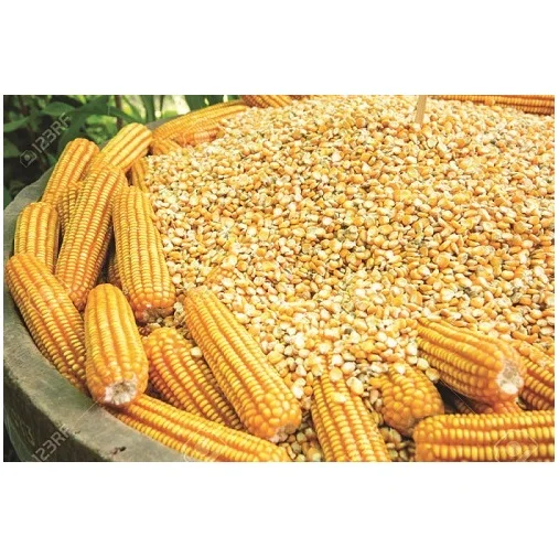 New Crop Non GMO Yellow Corn Maize for human and animal feed grade consumption Top Selling