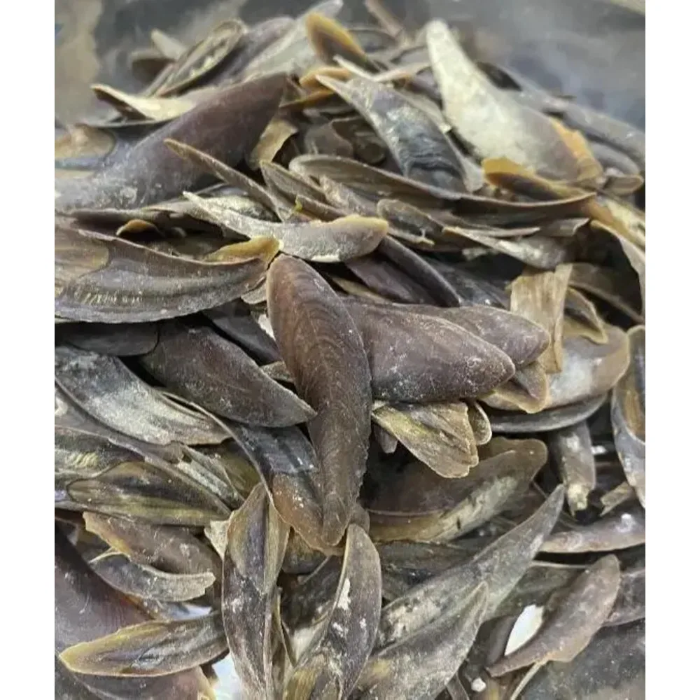 Bulk Supply High Quality Operculum Shells Cheap Supply | Operculum Murex Snail Dried Shell Operculum For Discounted Price