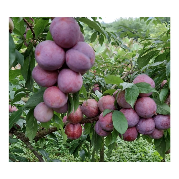 black plum delicious Good price raw ingredients using for many purposes TCVN packing in carton Vietnam Manufacturer