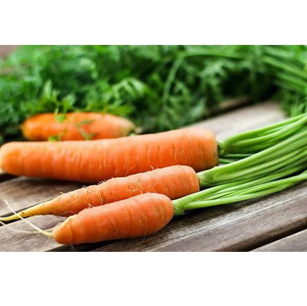 Natural Sweet and Fresh Carrots and Oranges Popular Export Quality from Vietnam for Export