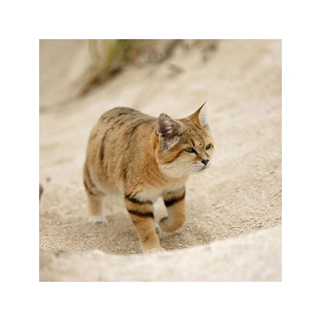 Fast Agglomeration Ball-Shaped Bentonite Cat Litter sand wholesale from China factory